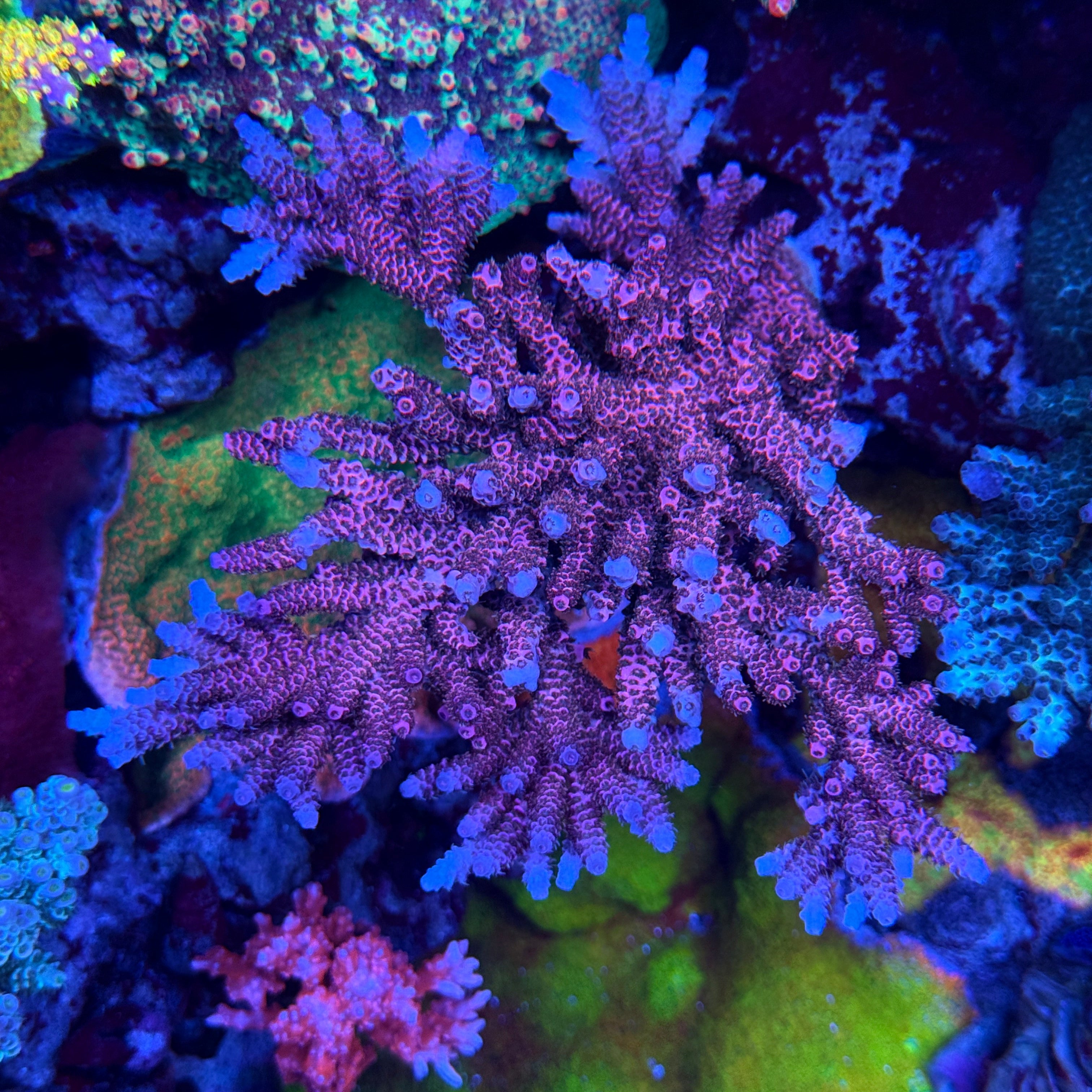AS Rainbow Millepora Acropora Coral – Aquarium Show