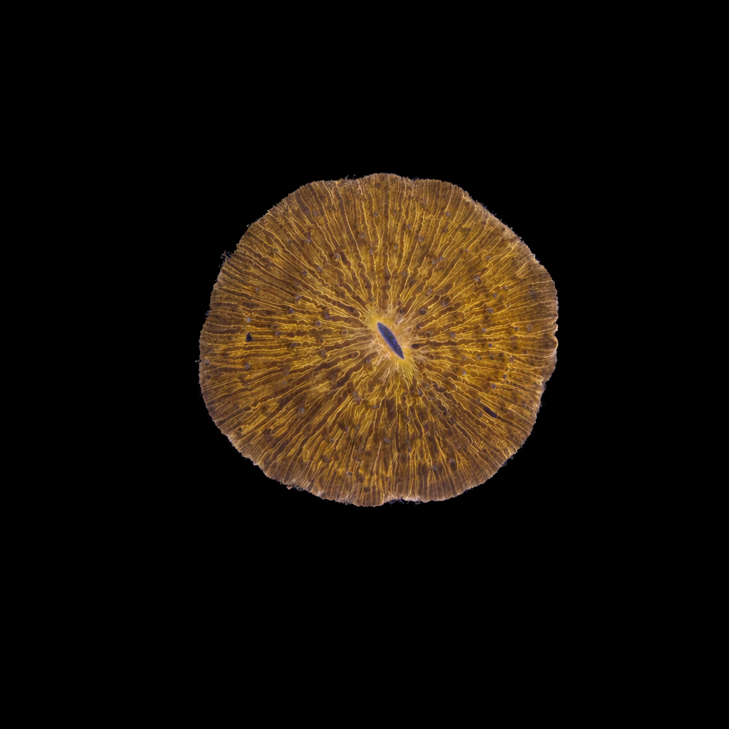 WYSIWYG Orange Fungia Plate Coral
