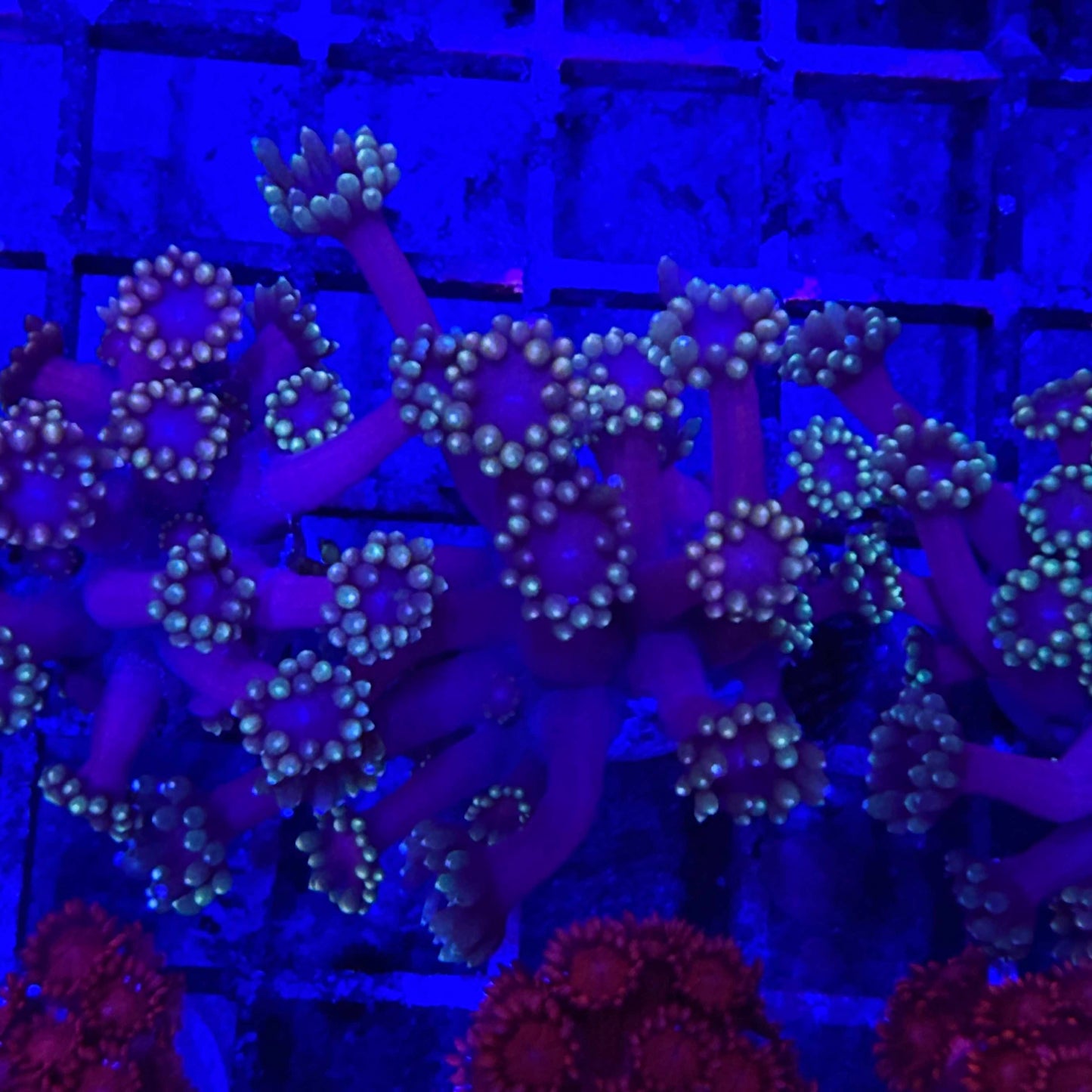 Ultra Alveopora Coral Frag