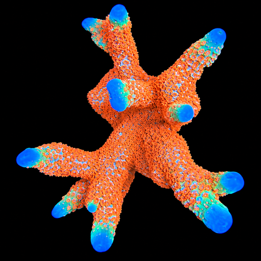 Forest Fire Digitata Montipora Coral