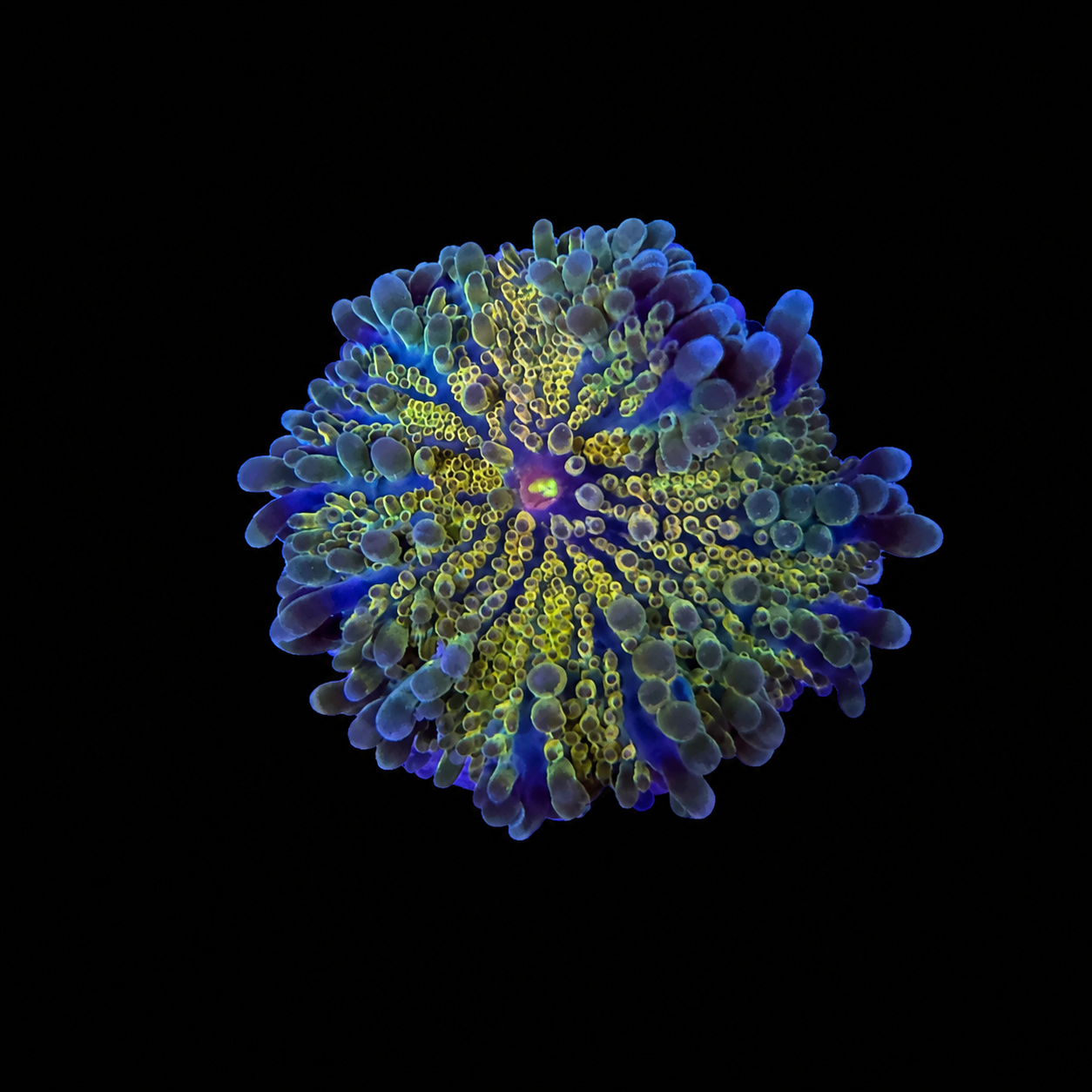 WYSIWYG High End Yuma Coral