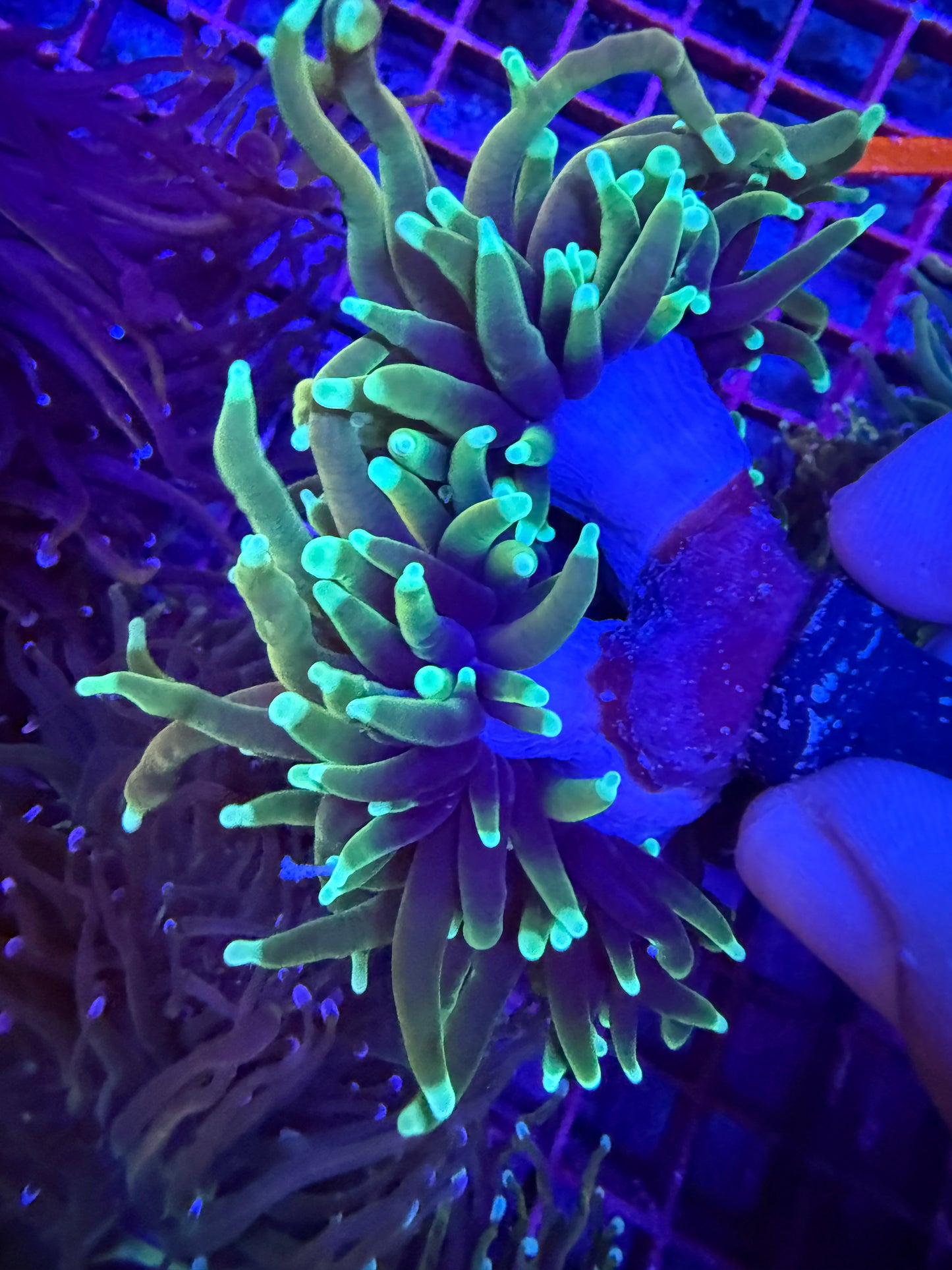 WYSIWYG Blowtorch Torch Coral