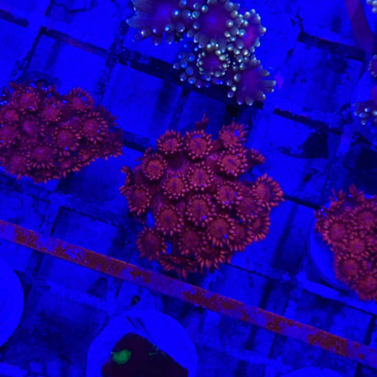 Ultra Red Goniopora Coral Frag