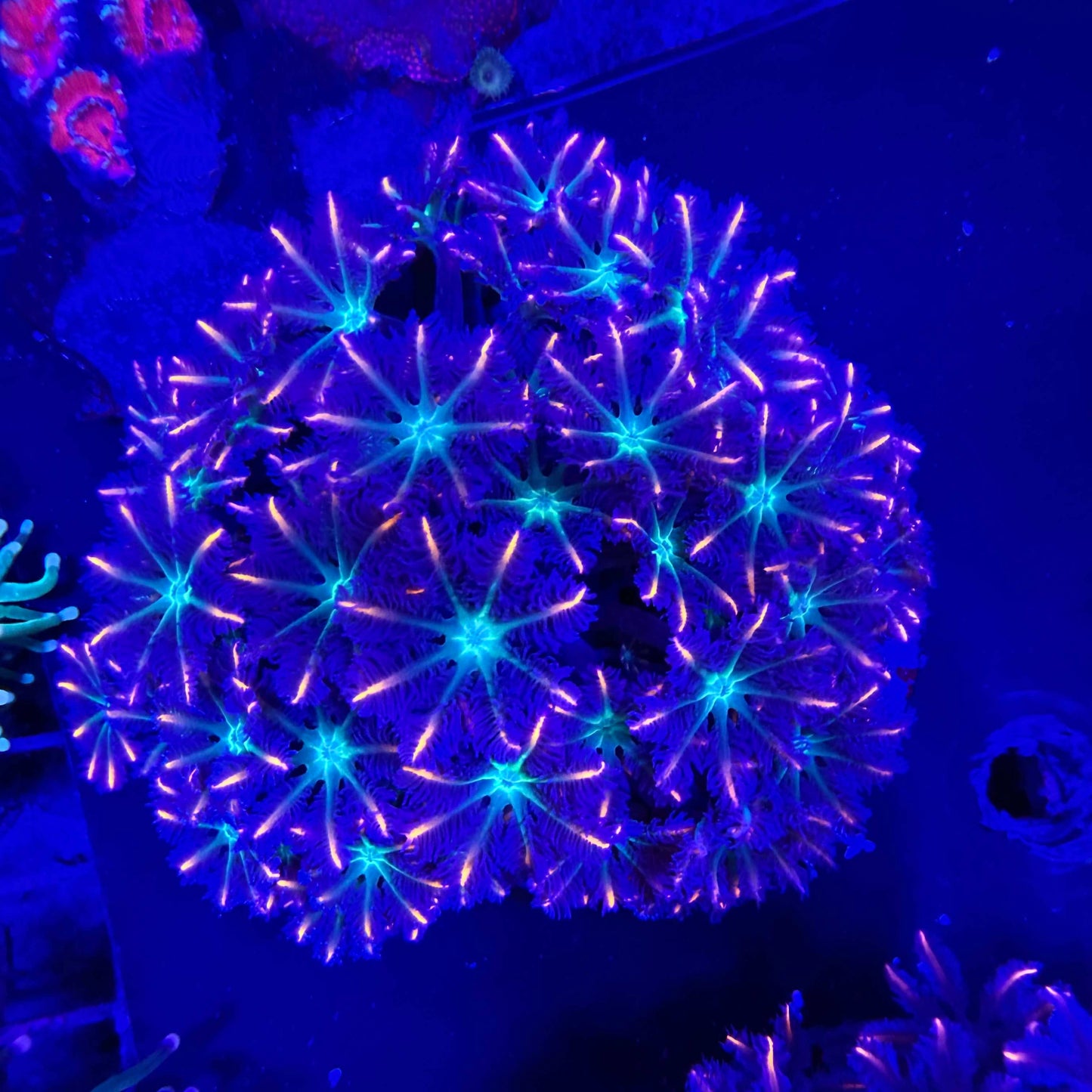 WYSIWYG Midnight Fireworks Clove Polyp coral