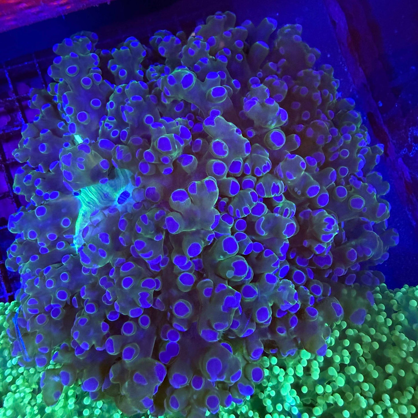 WYSIWYG Purple Tip Frogspawn Coral