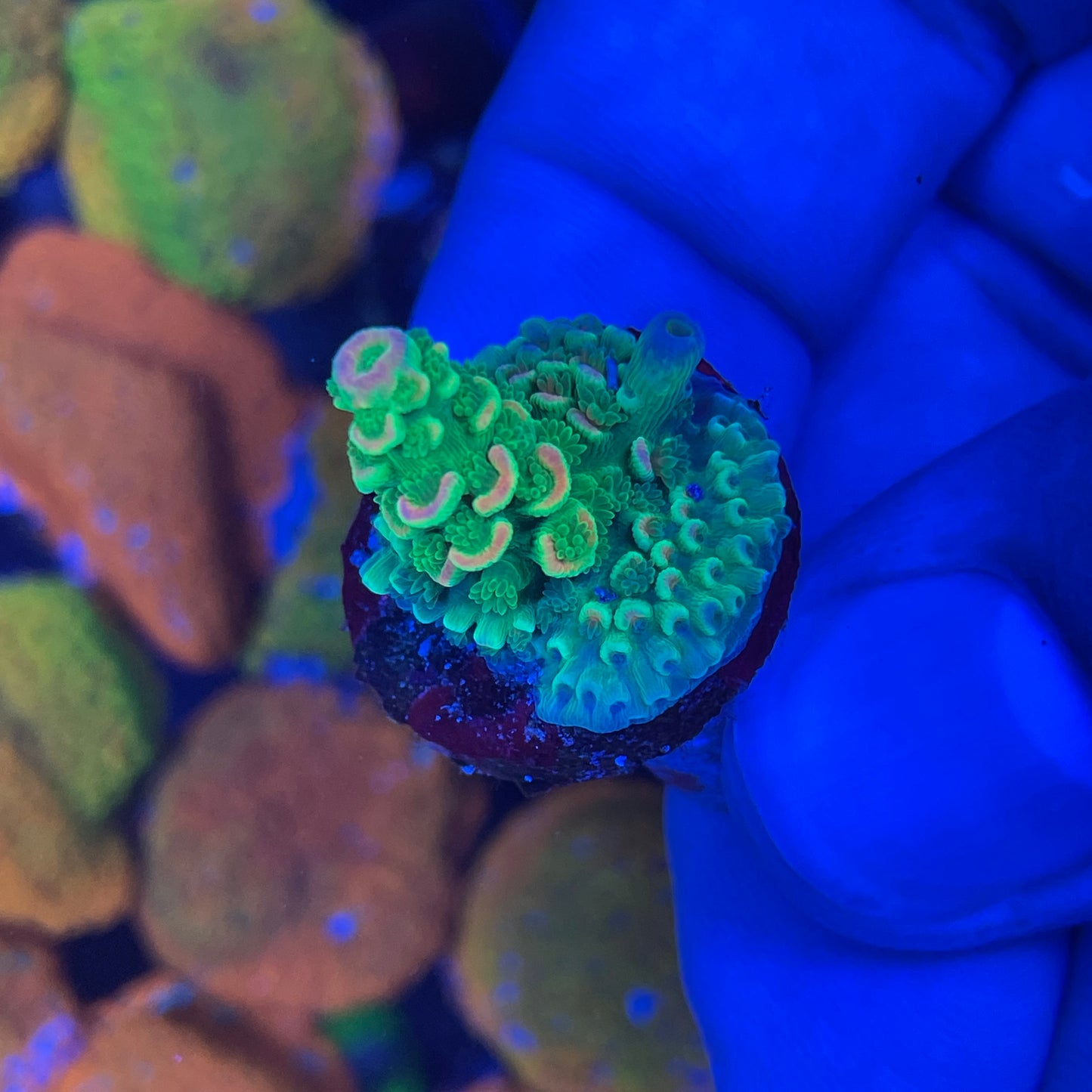 Peter Pam Acropora