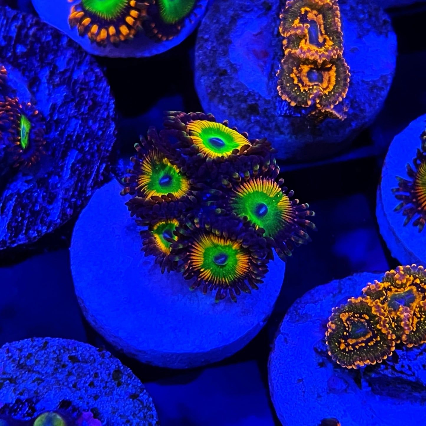 Candy Apple Zoanthids