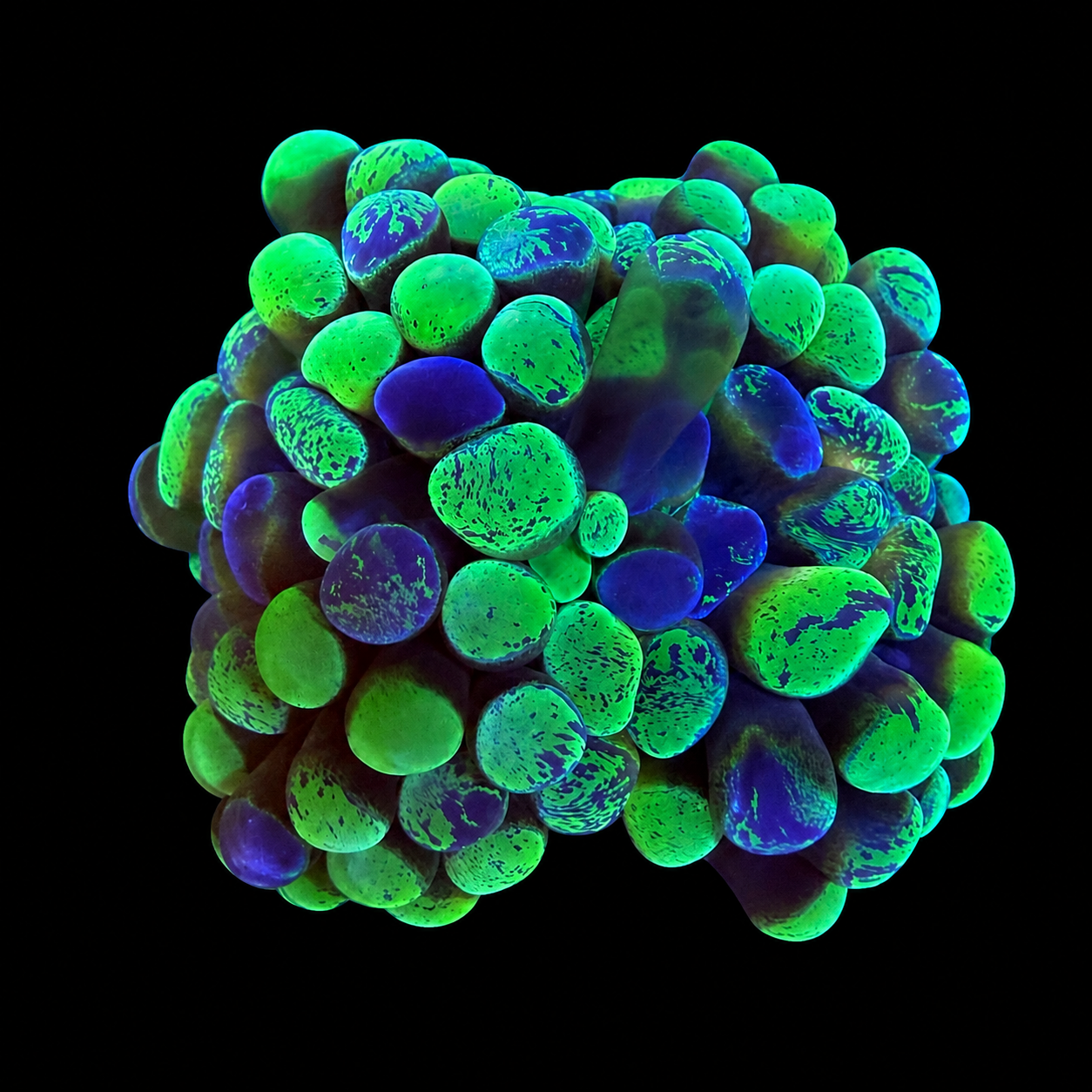 Triple Threat Hammer Coral