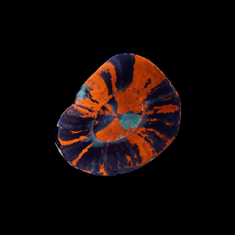 WYSIWYG War Paint Scolly Coral