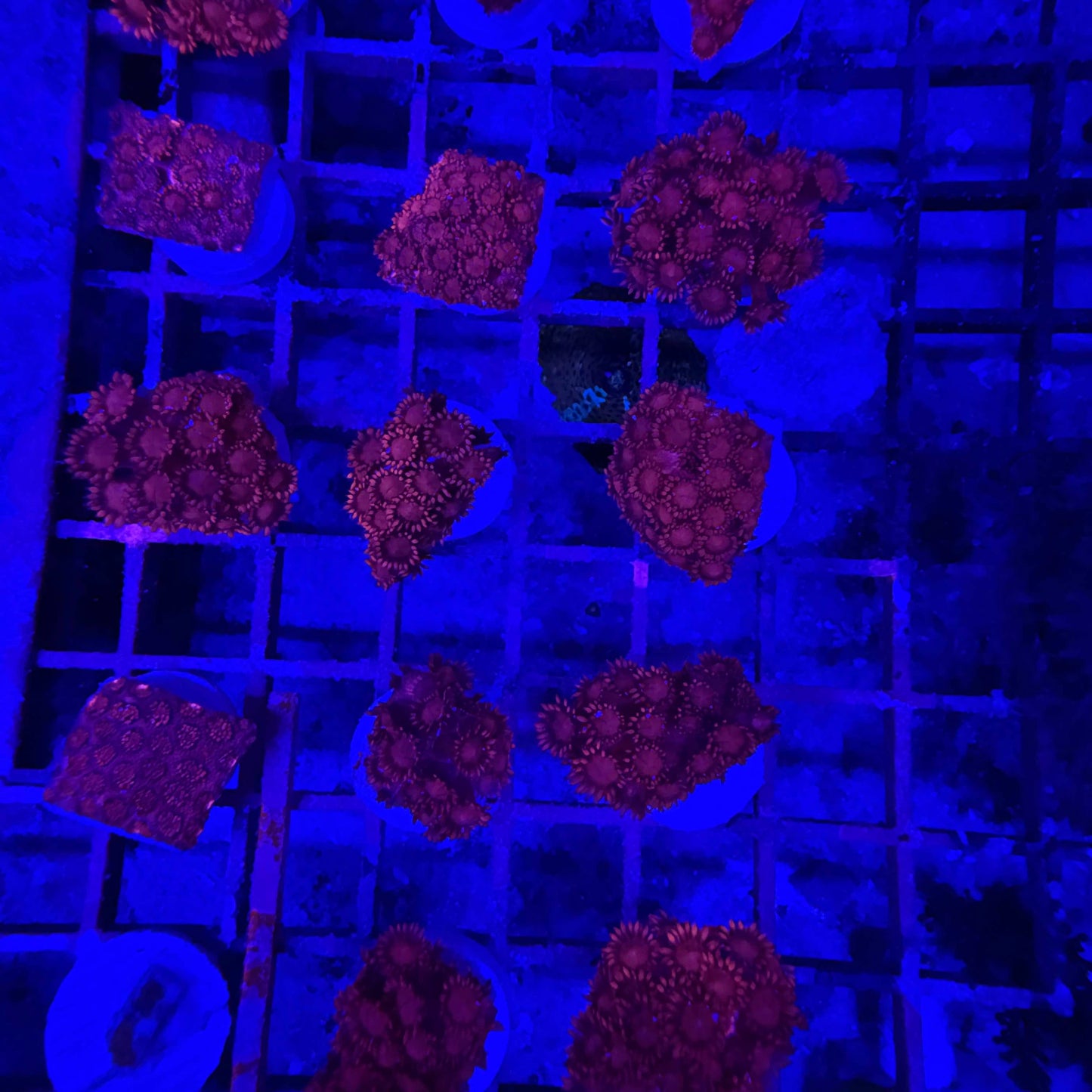 Ultra Red Goniopora Coral Frag
