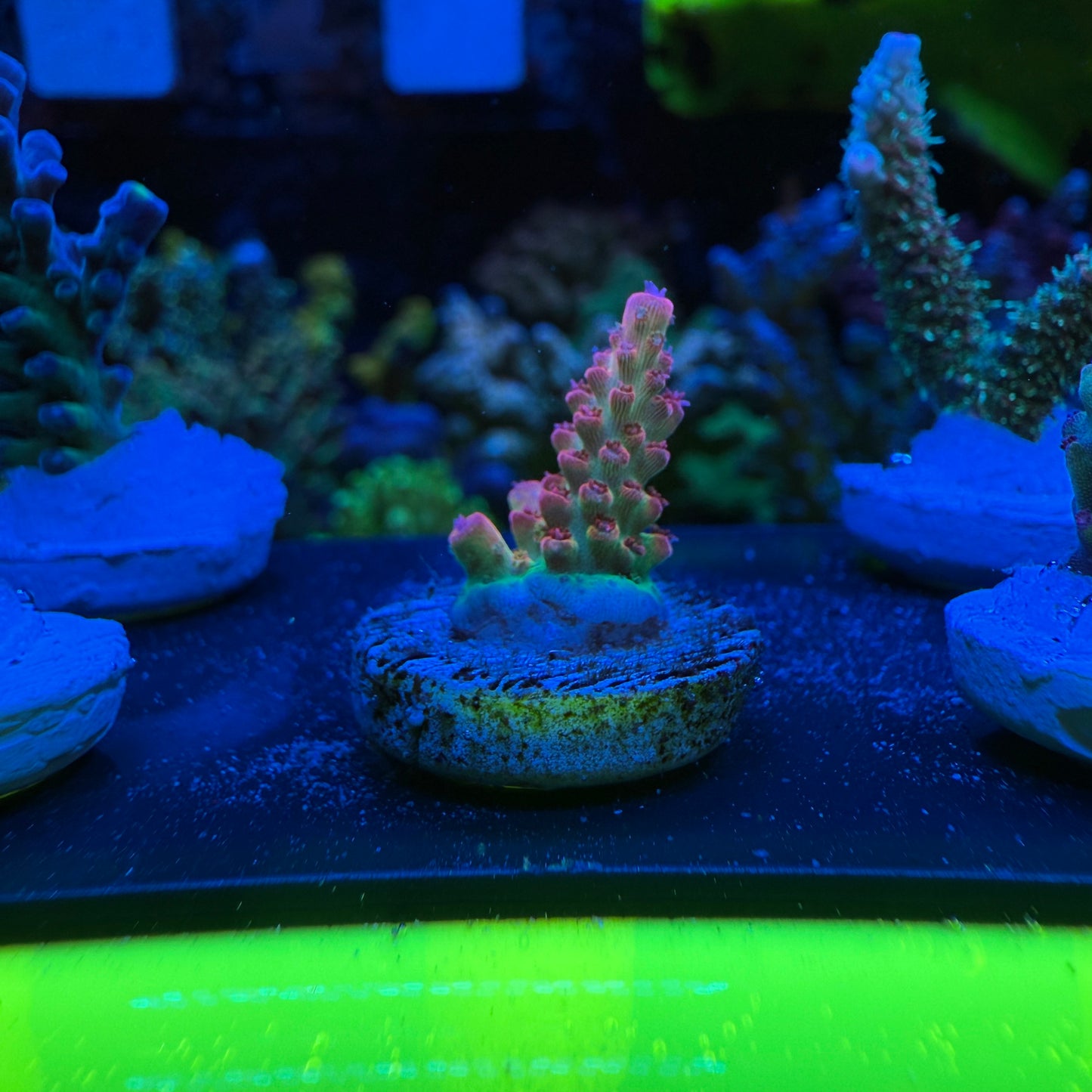 WYSIWYG Malificent Acro