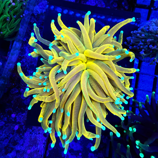 WYSIWYG Banana Torch