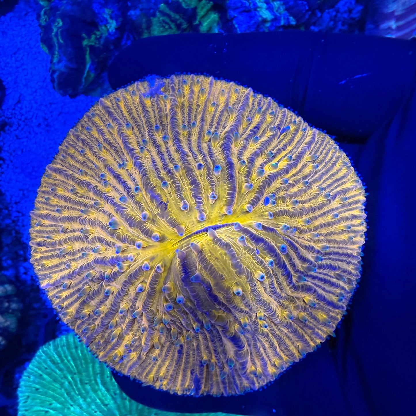 WYSIWYG Orange Fungia Plate