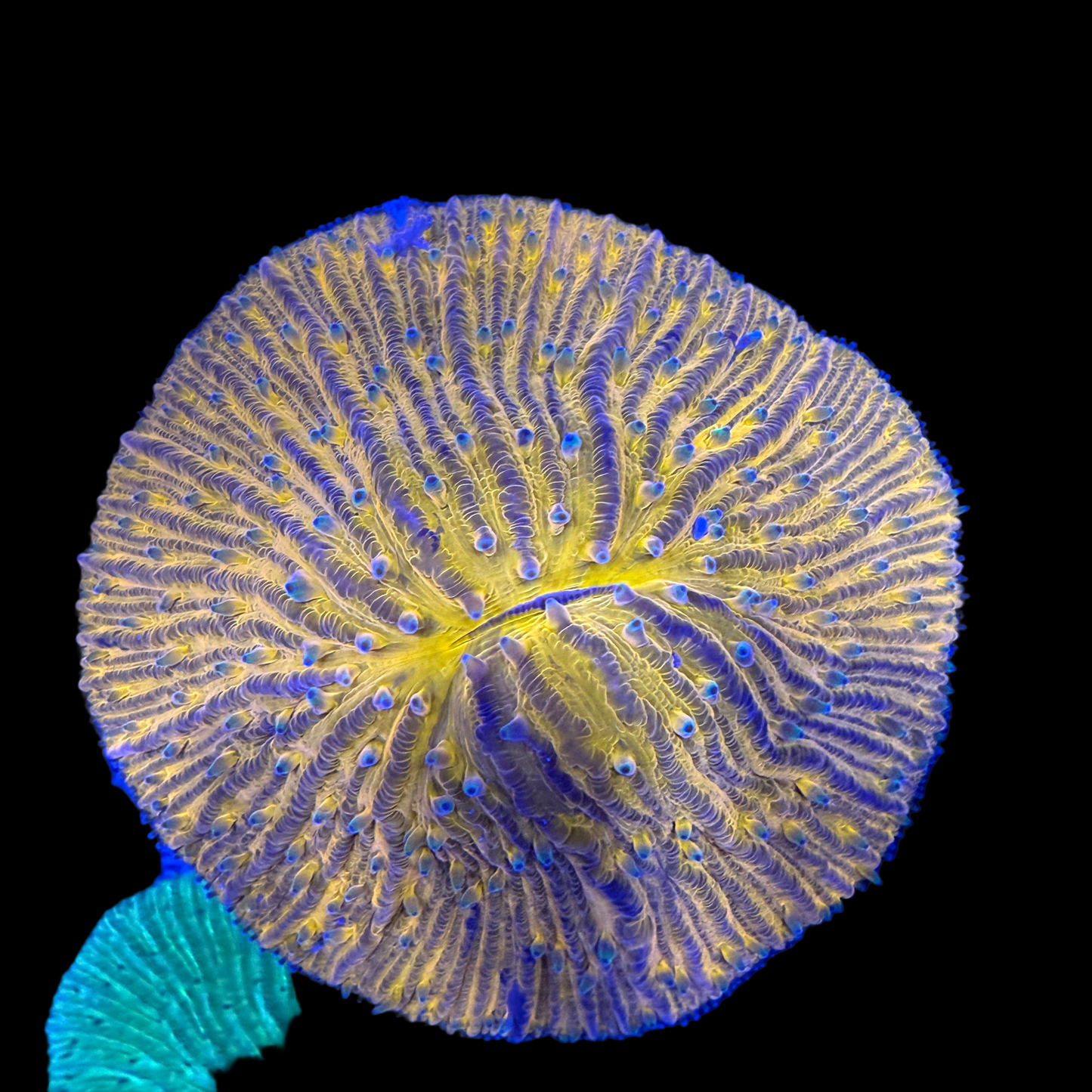 WYSIWYG Orange Fungia Plate