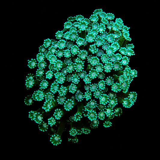 WYSIWYG High End Goniopora Coral