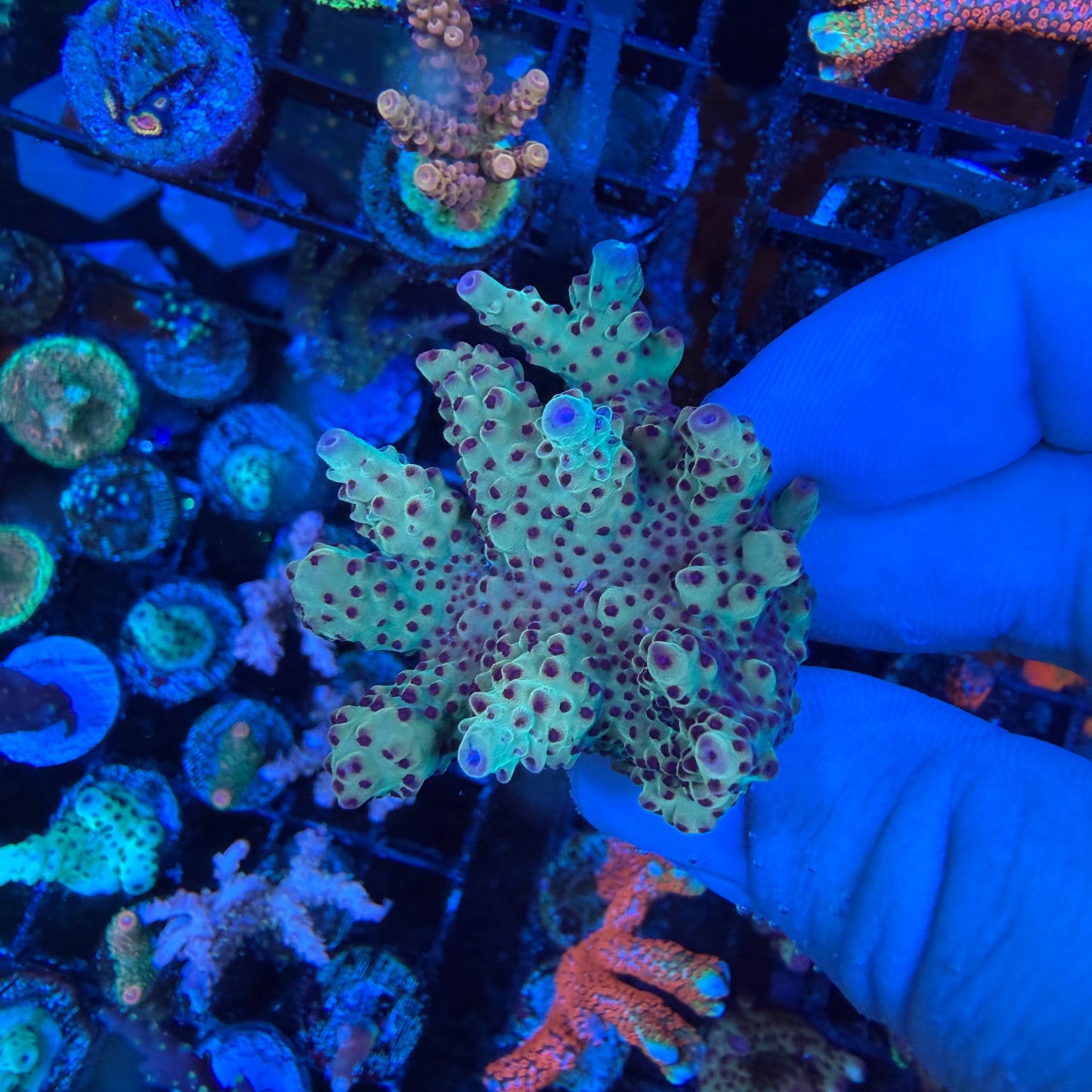 WYSIWYG AS Joker Acro Coral Lg