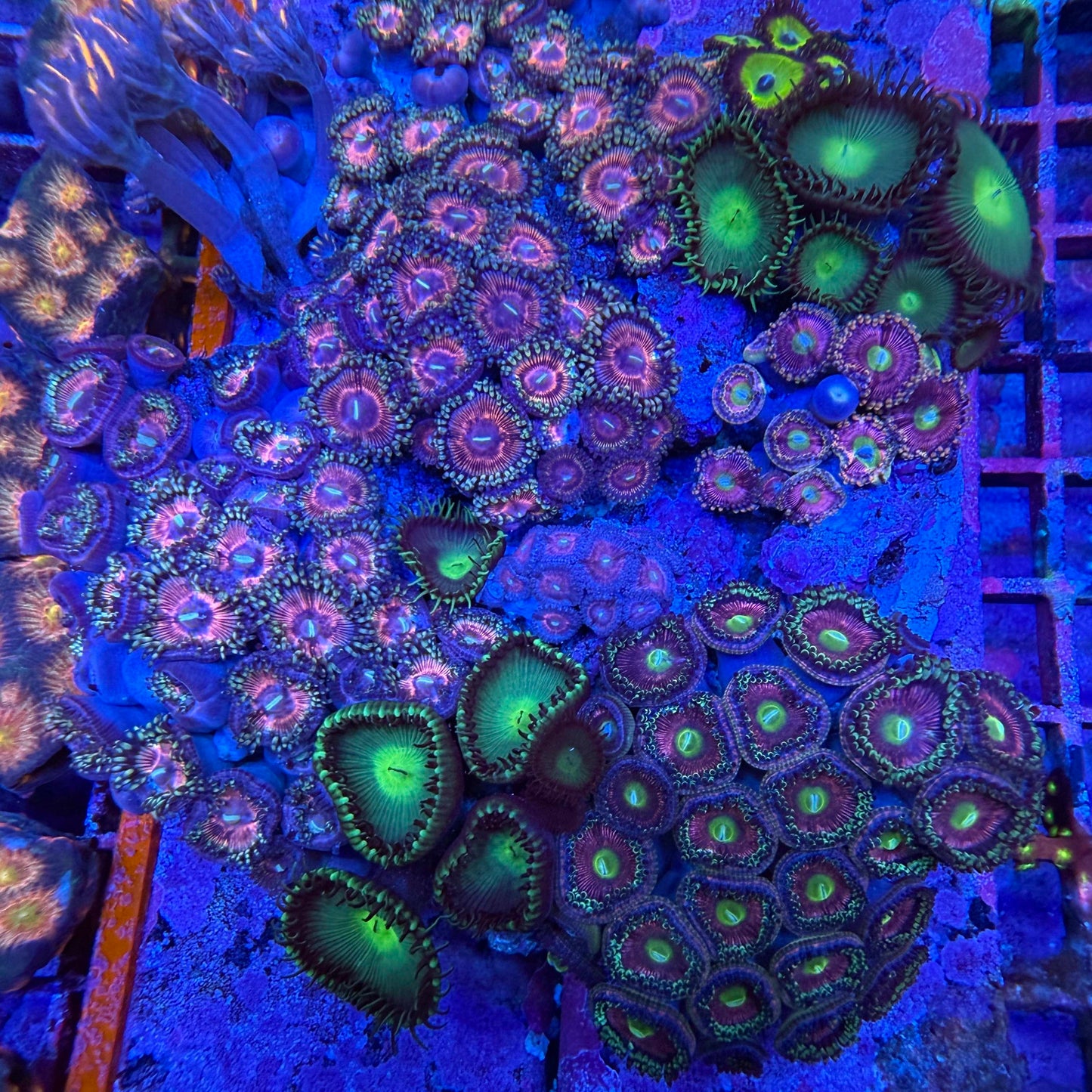 WYSIWYG Zoa Coral Garden
