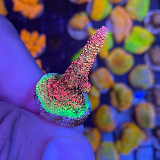 Phantom Millepora Acropora