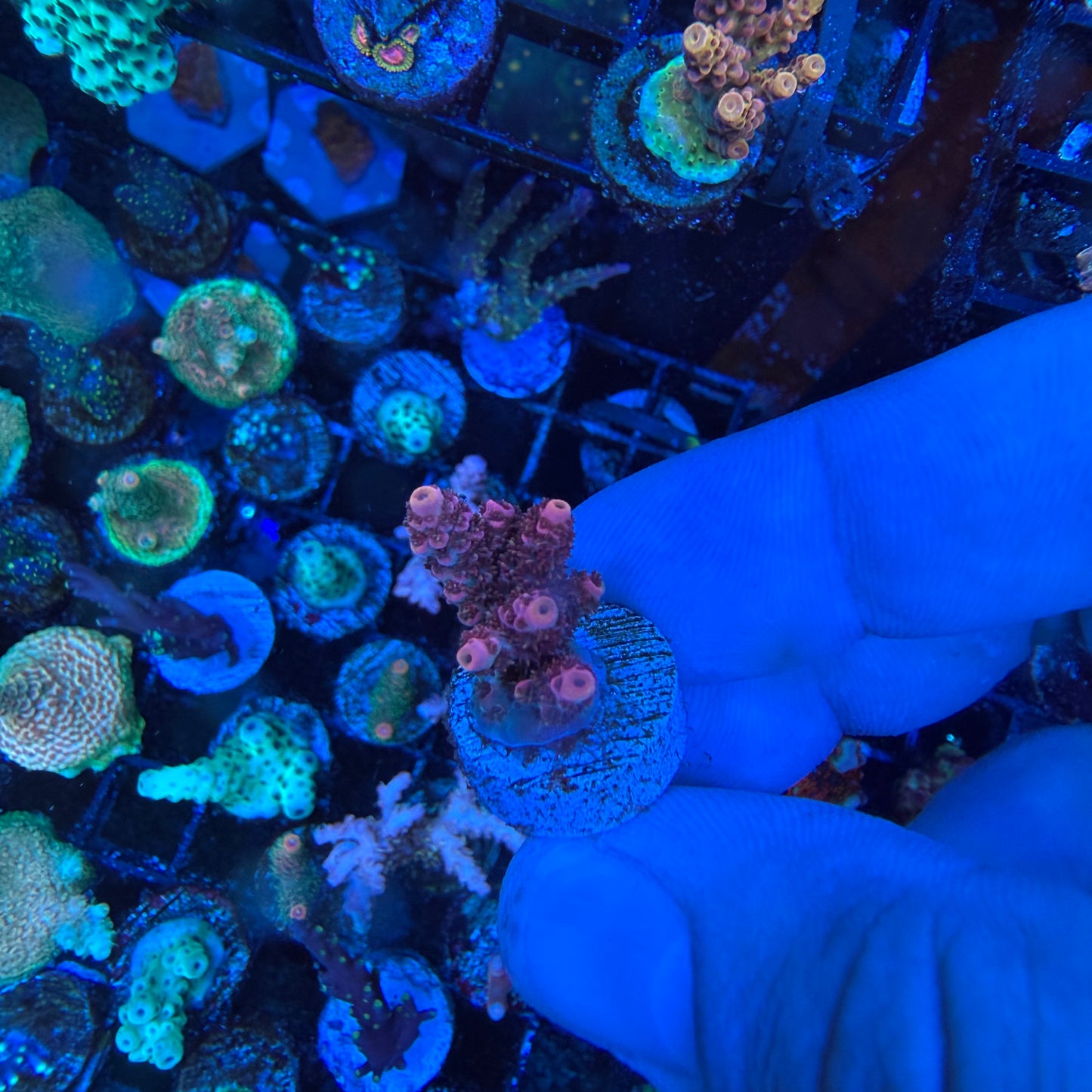 WYSIWYG TSA Rainbow Sherbet Coral