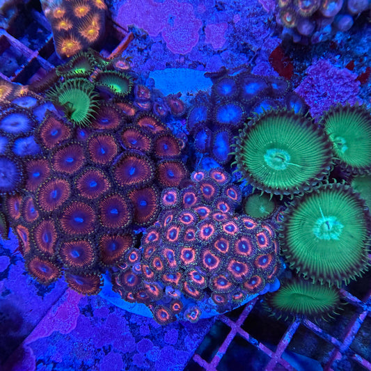 A mix of different zoanthid corals. 