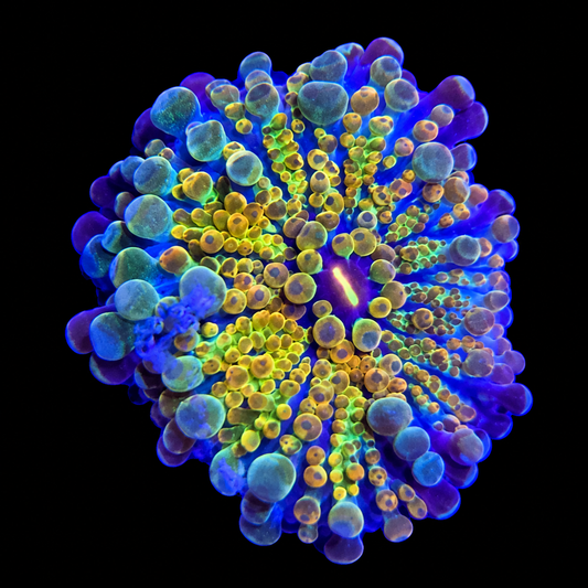 WYSIWYG High End Yuma Coral