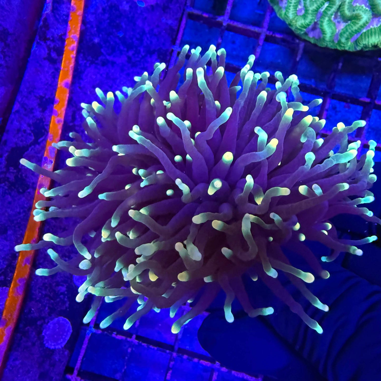 Jester torch coral with multicolored gold, green, and pink tentacles flowing under blue reef lighting