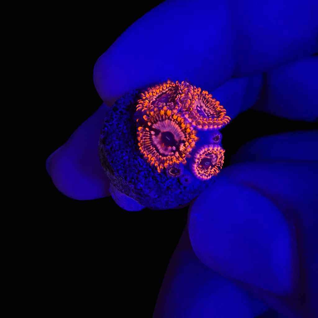 WYSIWYG Utter Chaos Zoa Coral
