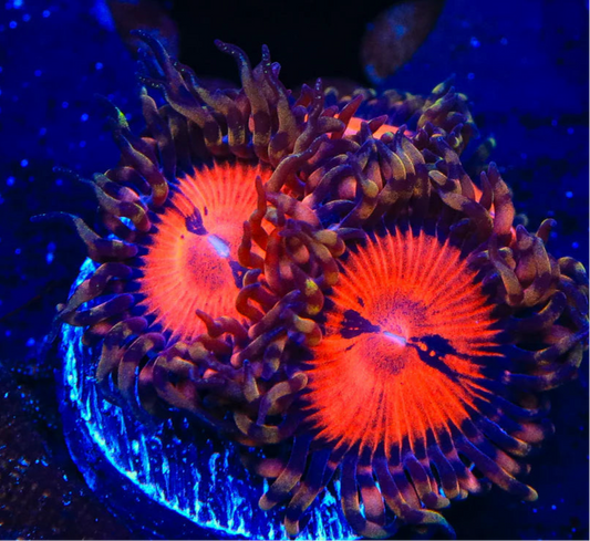 Bloodsucker Zoanthids