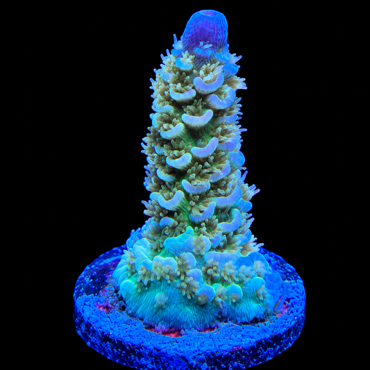 WYSIWYG AS Rainbow Tenuis Acropora Coral