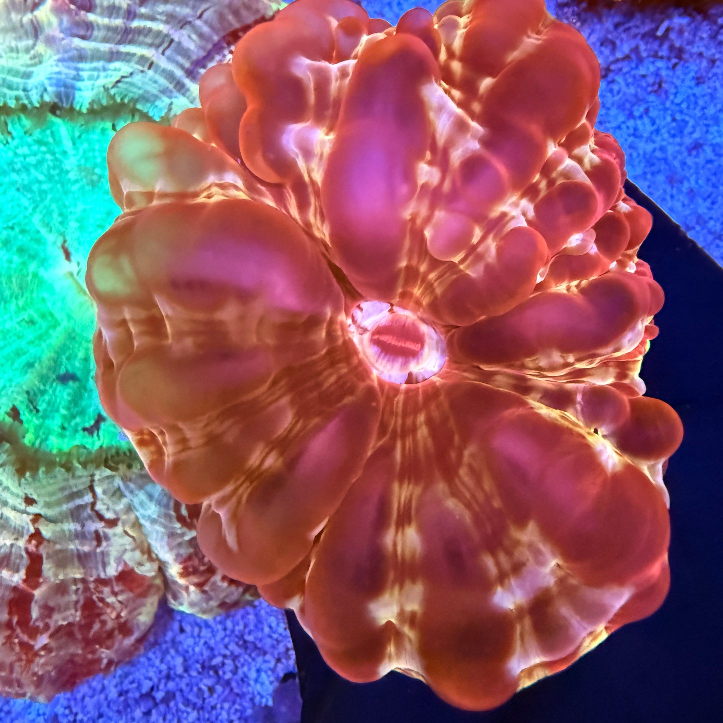 WYSIWYG Ultra Red Cynarina