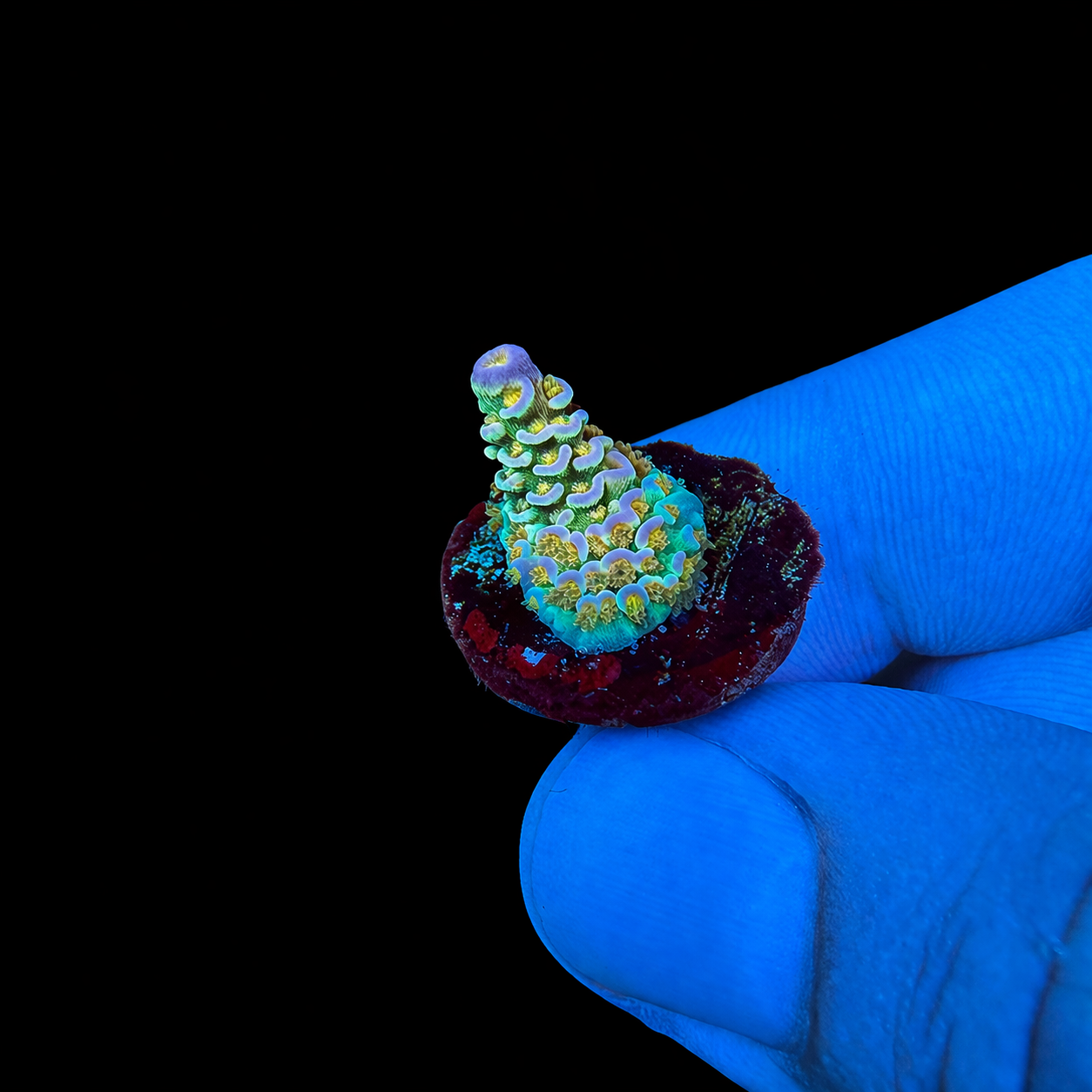 WYSIWYG AS Rainbow Tenuis Coral Frag
