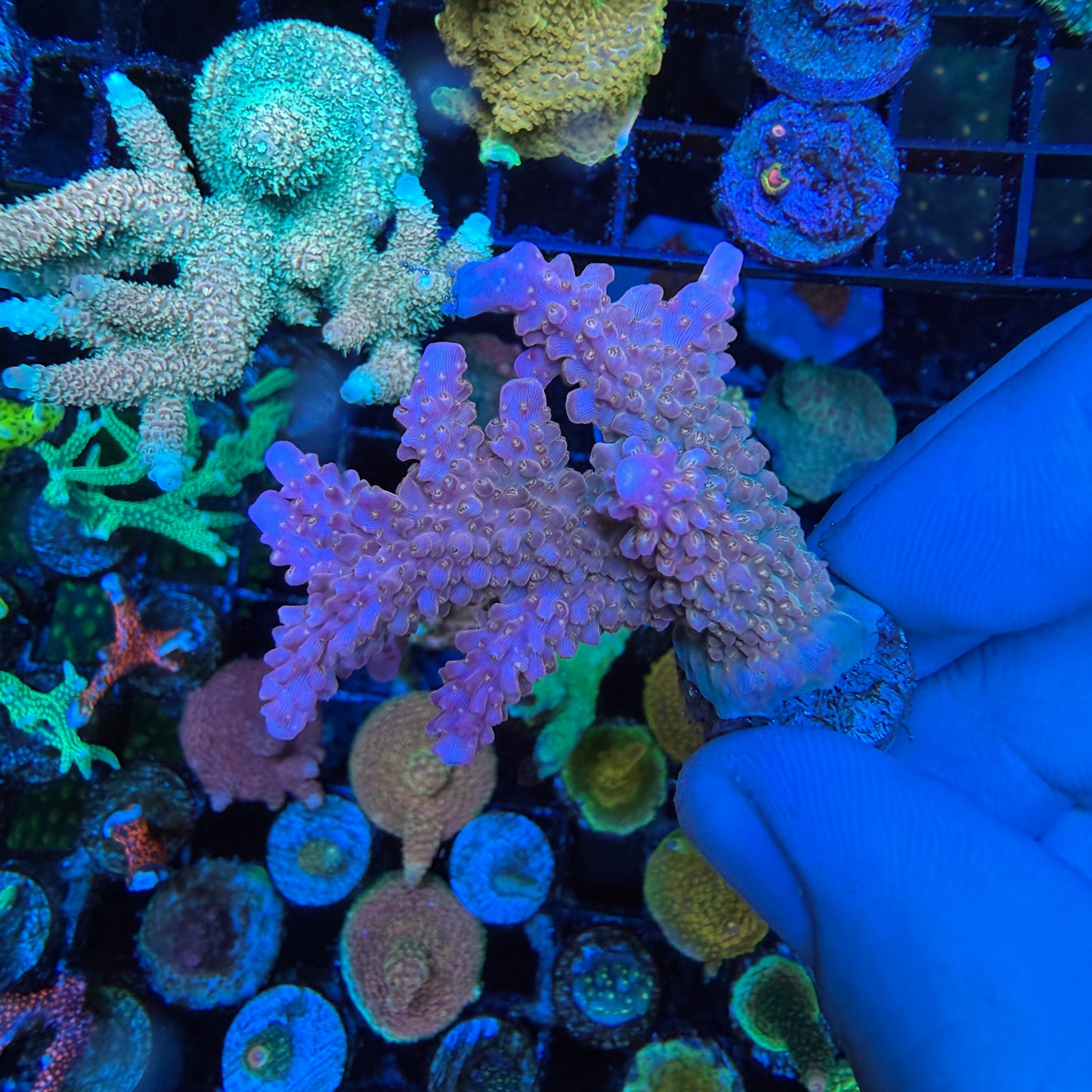 WYSIWYG AS Fruity Pebbles Coral Colony