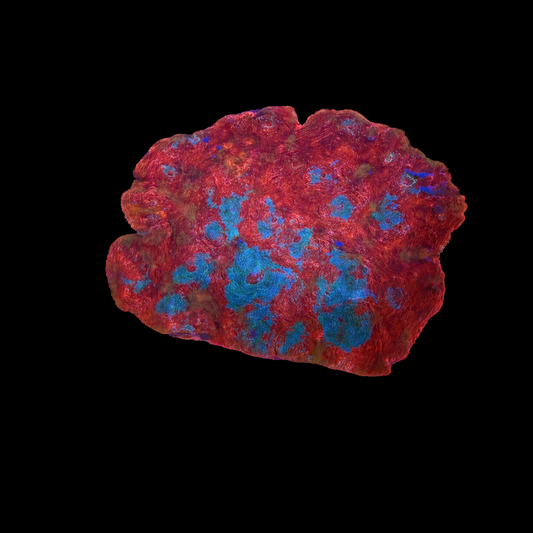 WYSIWYG Screaming Orange Chalice