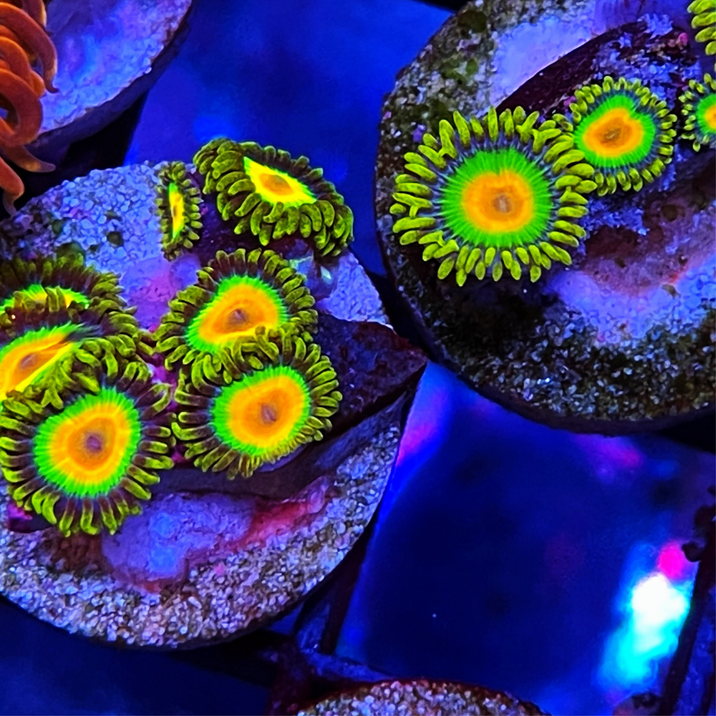 Rastas Zoanthids