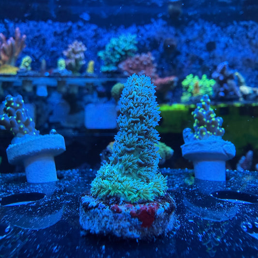 WYSIWYG Blue Tenuis Acropora