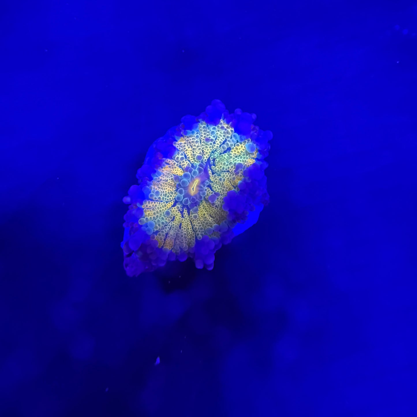 WYSIWYG High End Mushroom Coral