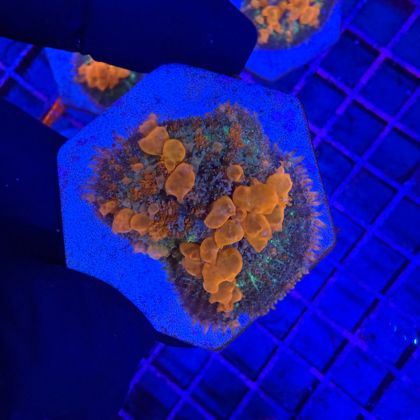 WYSIWYG Sunkist Bounce Mushroom