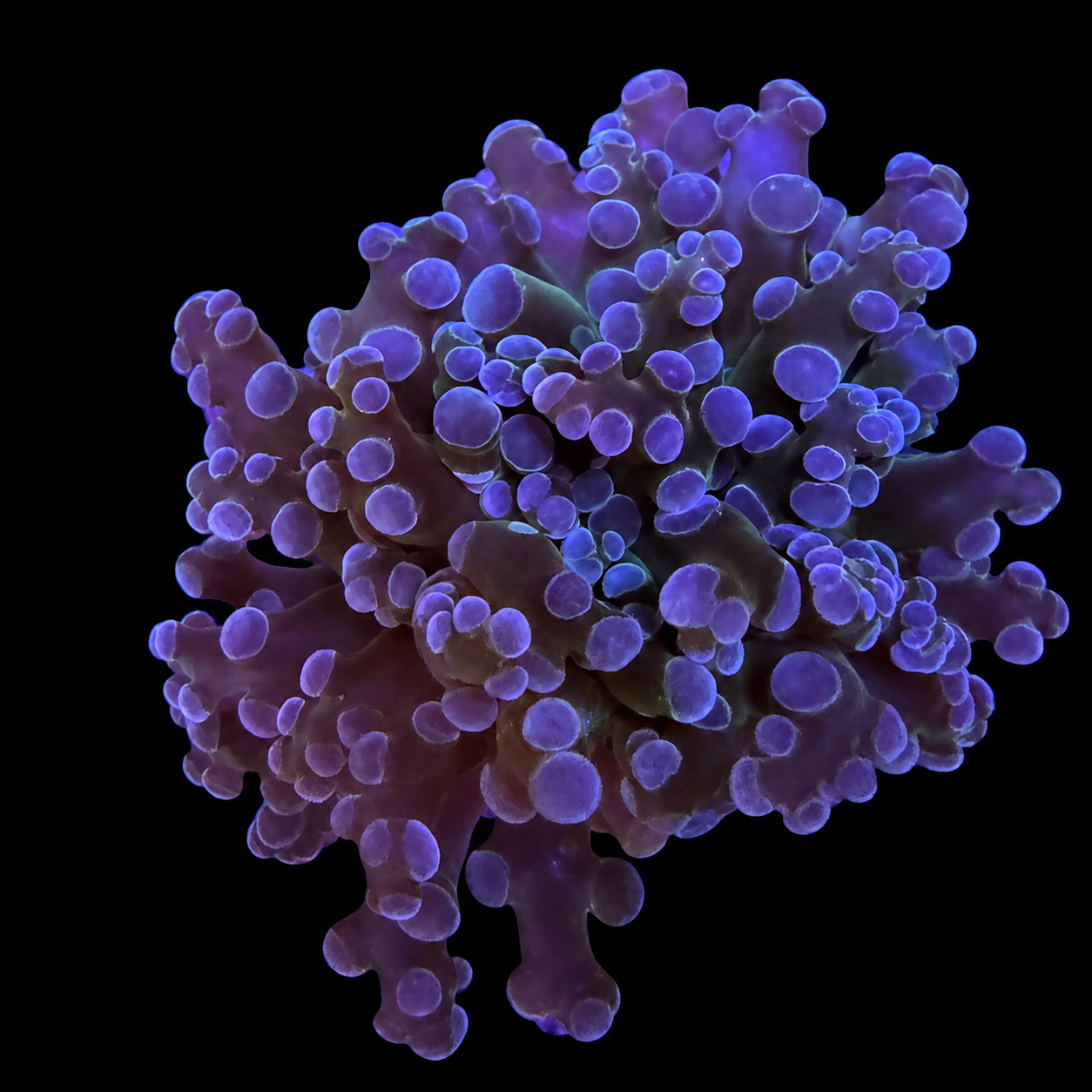 Purple Frogspawn Coral