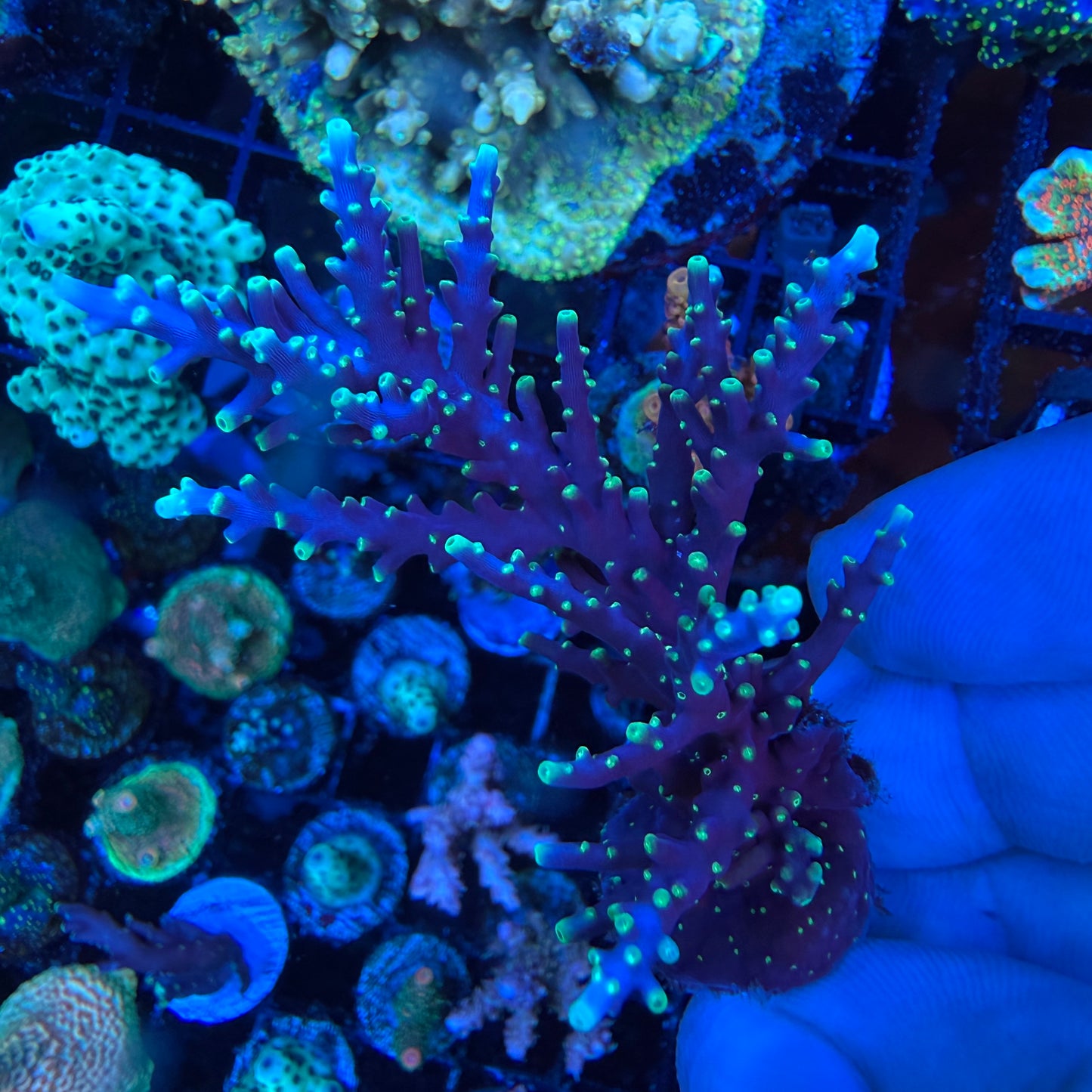 WYSIWYG Pacman Dragon Coral Colony