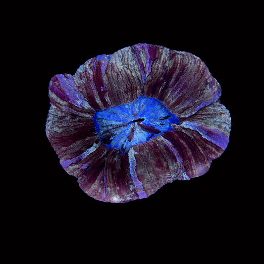 WYSIWYG Trachyphyllia Coral