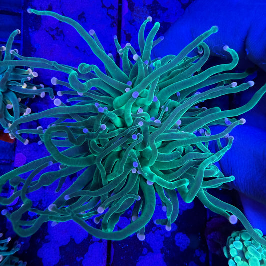 WYSIWYG Cotton Candy Torch