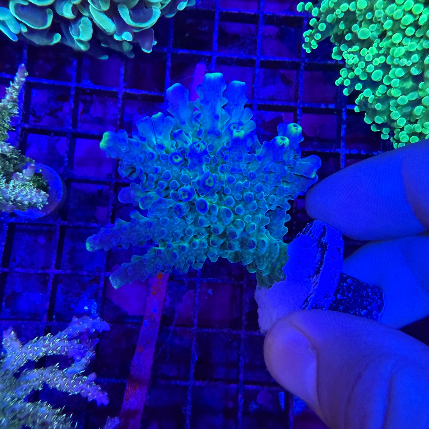 WYSIWYG Yellow Tip Tort Coral Colony