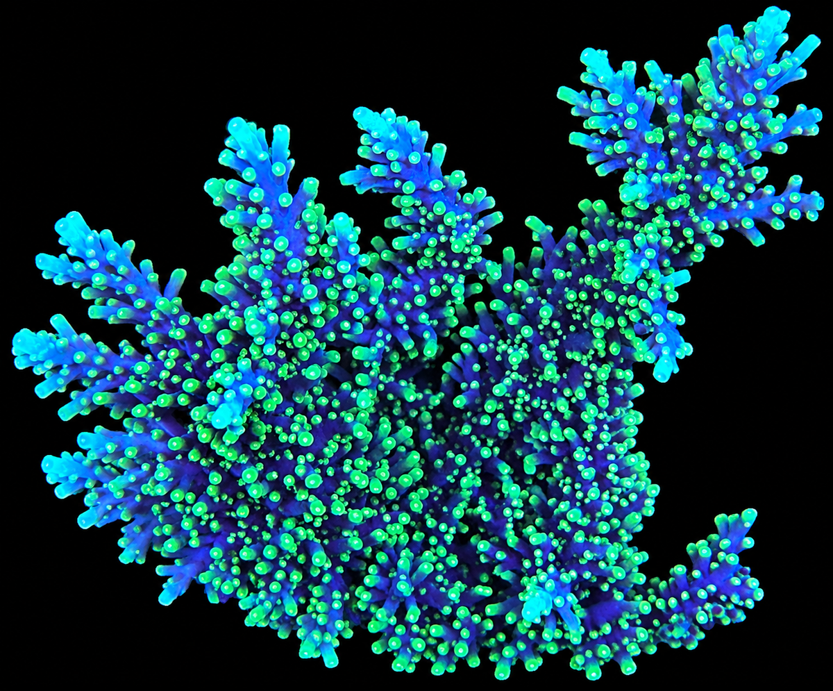 Pacman Dragon Acropora Coral