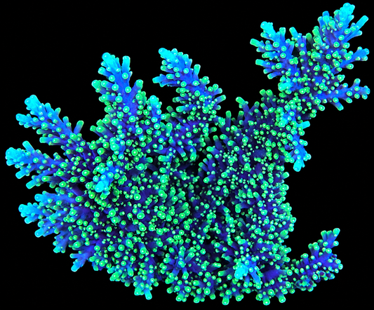Pacman Dragon Acropora Coral