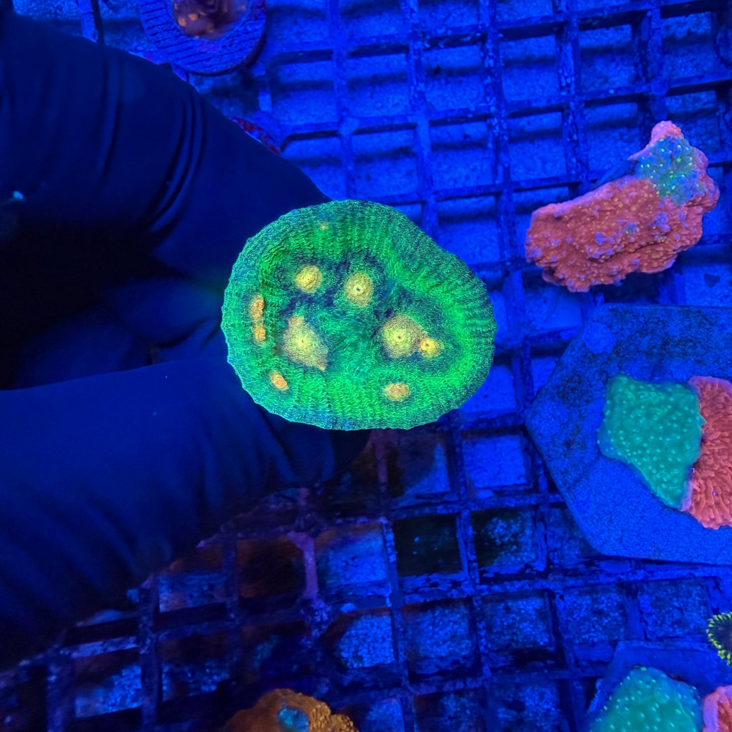 WYSIWYG Raja Rampage Chalice