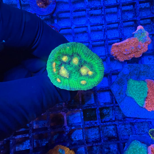 WYSIWYG Raja Rampage Chalice