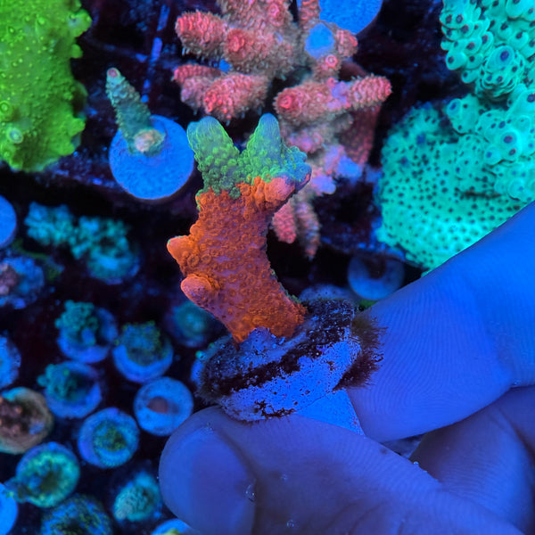 WWC Contraband Digitata Montipora Coral – Aquarium Show
