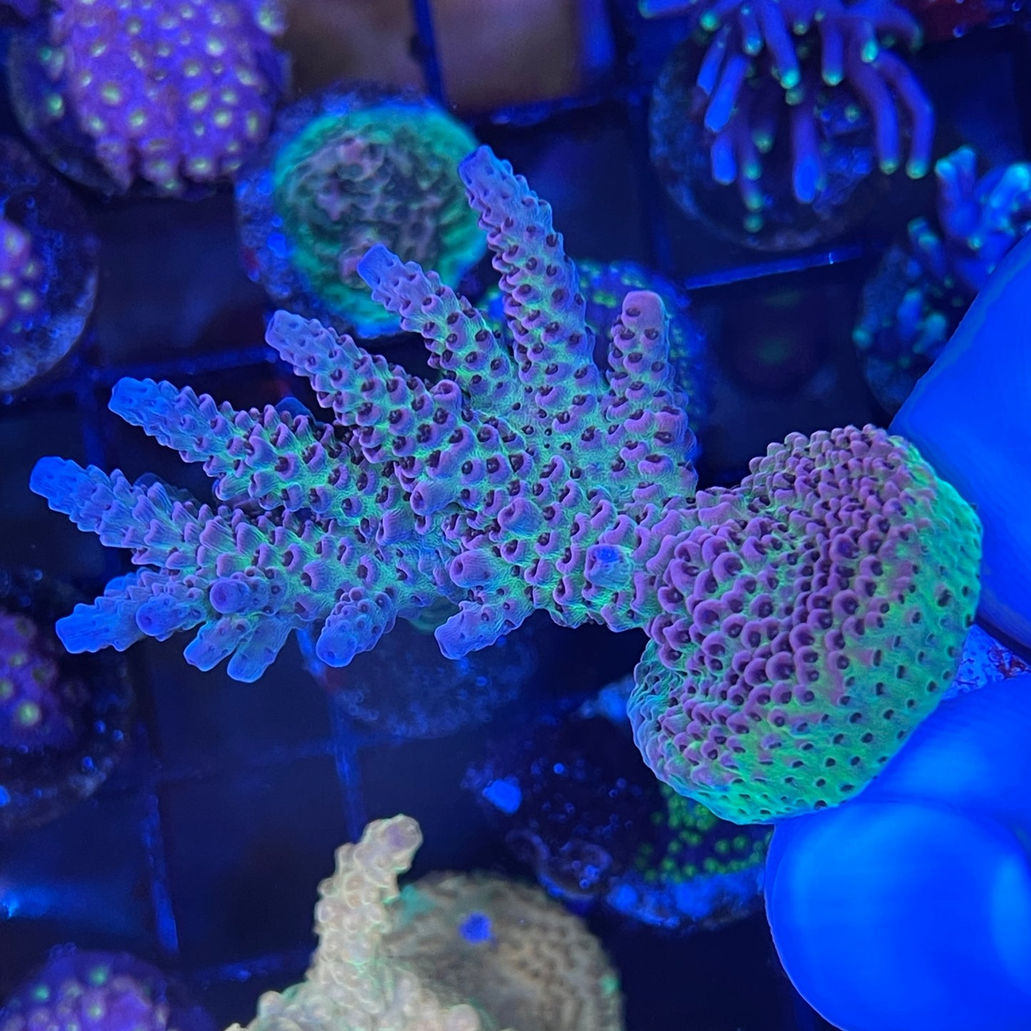 AS Rainbow Millepora