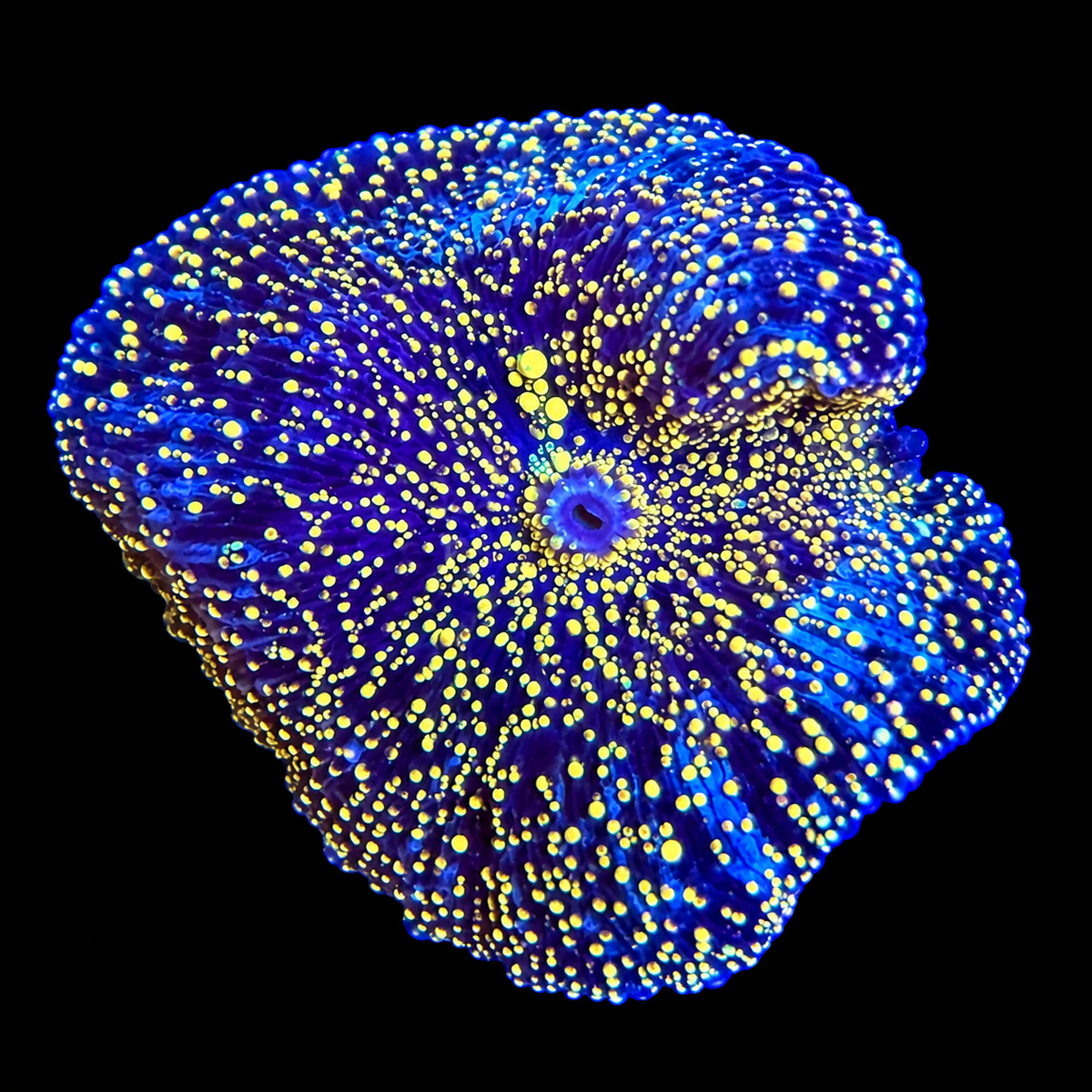 WYSIWYG Yellow Interstellar Yuma Coral
