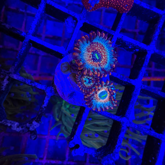 WYSIWYG White Zombies Zoas